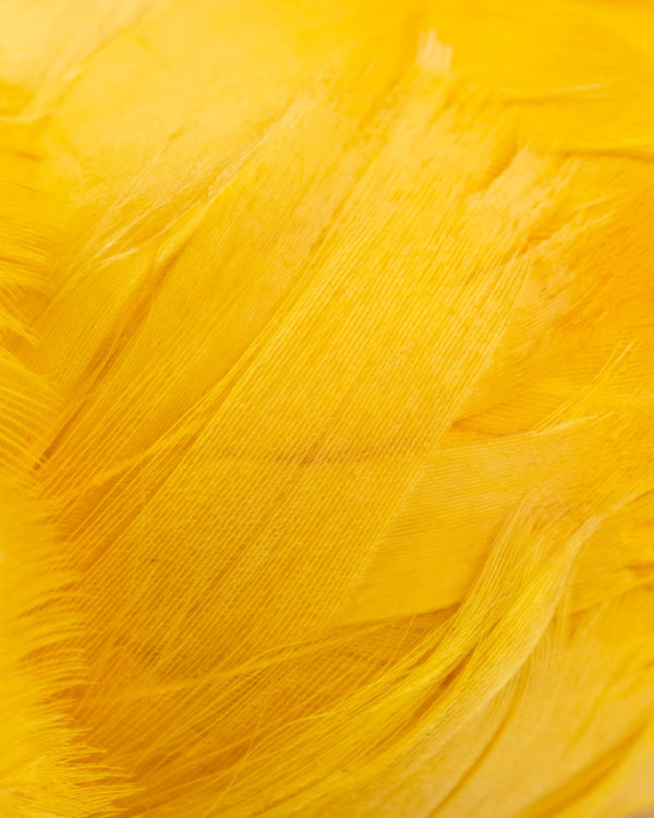 Feather Macro Detail